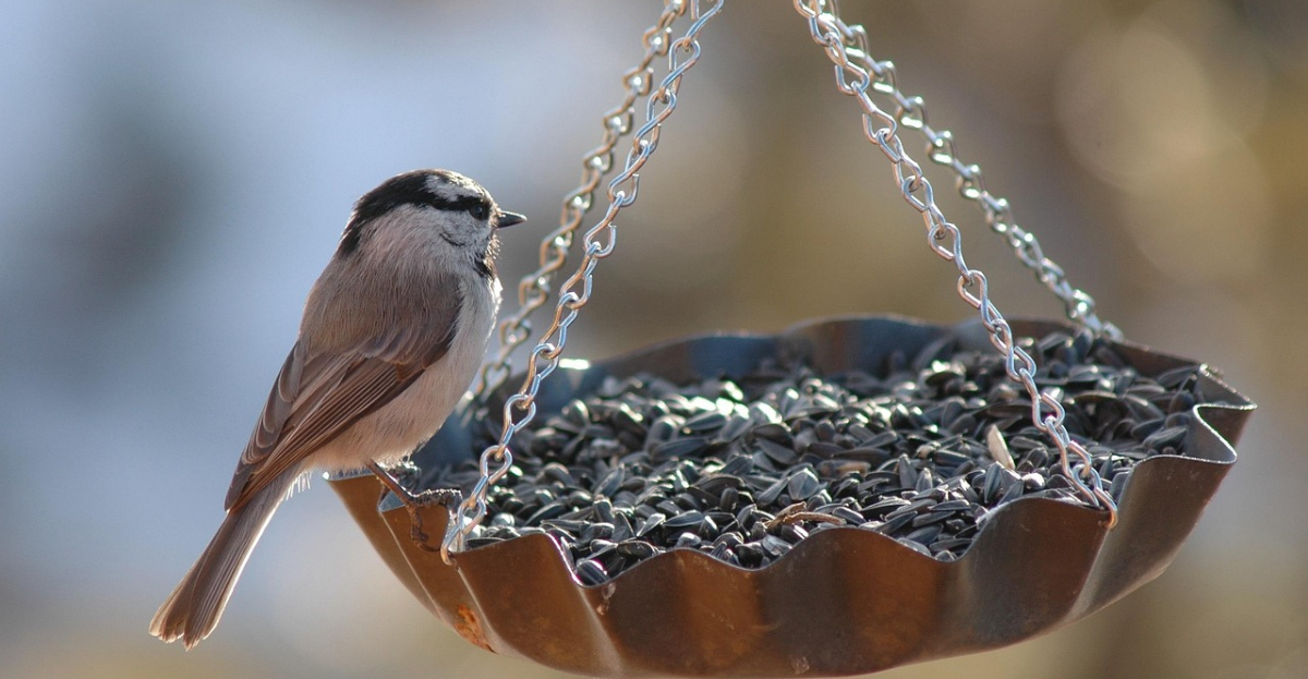 Bird on feeder